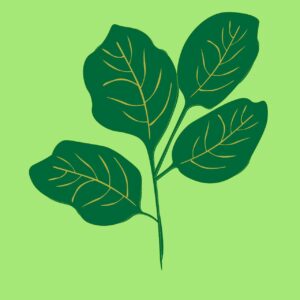 Simple Green leaves vector – Leaf image & EPS